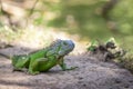 Image of green iguana morph on a natural background. Animal. Reptiles Royalty Free Stock Photo