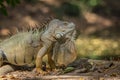 Image of green iguana morph on a natural background. Animal. Reptiles Royalty Free Stock Photo