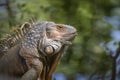 Image of green iguana morph on a natural background. Animal. Reptiles Royalty Free Stock Photo