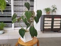 The green leafy philodendron micans plant