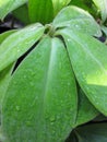 An image of green leaves with drops of water