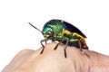 Image of green-legged metallic beetle Sternocera aequisignata or Jewel beetle or Metallic wood-boring beetle on the back of the