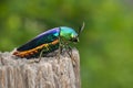 Image of green-legged metallic beetle Sternocera aequisignata or Jewel beetle or Metallic wood-boring beetle on a tree stump on