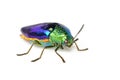 Image of green-legged metallic beetle Sternocera aequisignata or Jewel beetle or Metallic wood-boring beetle on white background Royalty Free Stock Photo