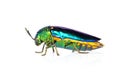 Image of green-legged metallic beetle Sternocera aequisignata or Jewel beetle or Metallic wood-boring beetle on white background