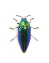 Image of green-legged metallic beetle Sternocera aequisignata or Jewel beetle or Metallic wood-boring beetle on white background Royalty Free Stock Photo