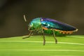 Image of green-legged metallic beetle Sternocera aequisignata or Jewel beetle or Metallic wood-boring beetle on the green leaves Royalty Free Stock Photo