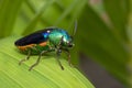 Image of green-legged metallic beetle Sternocera aequisignata or Jewel beetle or Metallic wood-boring beetle on the green leaves