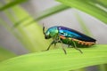 Image of green-legged metallic beetle Sternocera aequisignata or Jewel beetle or Metallic wood-boring beetle on the green leaves