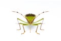 Image of green legume pod bug Hemiptera isolated on white background. Animal. Insect Royalty Free Stock Photo