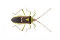 Image of green legume pod bugHemiptera isolated on white background. Animal. Insect Royalty Free Stock Photo