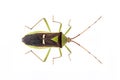 Image of green legume pod bugHemiptera isolated on white background. Animal. Insect Royalty Free Stock Photo