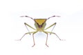 Image of green legume pod bugHemiptera on white background. Insect. Animal Royalty Free Stock Photo