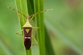 Image of green legume pod bug& x28;Hemiptera& x29; Royalty Free Stock Photo