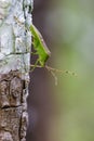 Image of green legume pod bugHemiptera on tree. Insect. Royalty Free Stock Photo