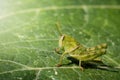 Image of Green little grasshopper on a green leaf. Insect. Royalty Free Stock Photo