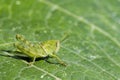 Image of Green little grasshopper on a green leaf. Insect. Royalty Free Stock Photo