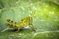 Image of Green little grasshopper on a green leaf. Royalty Free Stock Photo