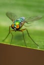 Image of green long-legged fly Austrosciapus connexus