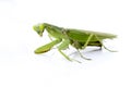 Image of a green mantis on white background. Royalty Free Stock Photo