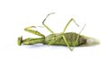 Image of a green mantis on white background. Royalty Free Stock Photo