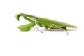 Image of a green mantis on white background. Royalty Free Stock Photo