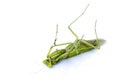 Image of a green mantis on white background. Royalty Free Stock Photo