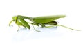Image of a green mantis on white background. Royalty Free Stock Photo