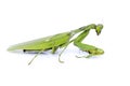 Image of a green mantis on white background. Royalty Free Stock Photo