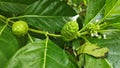 green morinda citrifolia fruits sprouting from the branches. Royalty Free Stock Photo
