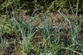 Image of green onionWhite leek field. Onions are grown in agriculture garden. Rows on the field.