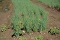 Image of green onionWhite leek field. Onions are grown in agriculture garden. Rows on the field.