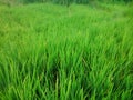 This image is green paddy Royalty Free Stock Photo