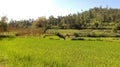 This image is the green paddy feild and mountans Royalty Free Stock Photo