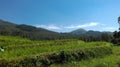 This image is the green paddy feild and mountans Royalty Free Stock Photo