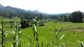 This image is the green paddy feild Royalty Free Stock Photo