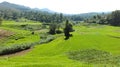 This image is the green paddy feild Royalty Free Stock Photo