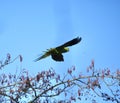 Green parakeet in flight