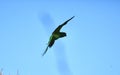 Green parakeet in flight