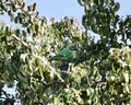 Parakeet blending into tree Royalty Free Stock Photo