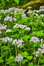 Green patch Great Waterleaf flowers below fallen tree log, forest floor Royalty Free Stock Photo