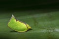Image of Green Planthopper Siphanta acuta on green leaves.