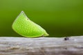 Image of Green Planthopper Siphanta acuta on nature background