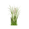 Image of a green reed or bulrush on a white background.Isolated vector drawing.