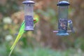 Ring necked parakeet and a blue tit Royalty Free Stock Photo