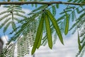 Image of green seeds of acacia farnesiana tree growing in nature environment for food on sky background.