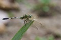 Image of green skimmer dragonflyOrthetrum sabina.