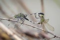 Image of green skimmer dragonflyOrthetrum sabina are mating on dry branches on nature background. Insect. Animal