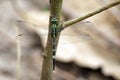 Image of green skimmer dragonflyOrthetrum sabina on tree.