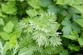 Image of green sprigs of wormwood. Fleabane plant Royalty Free Stock Photo